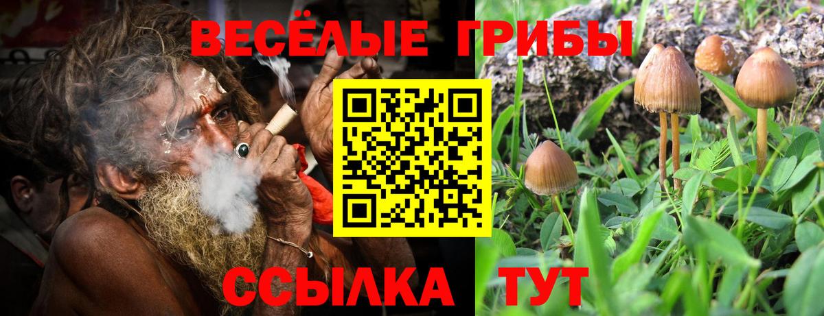дарнет шоп  Вход с VPN  Вольск  Псилоцибиновые грибы прущие грибы 